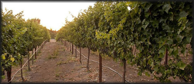 george ratermann estates